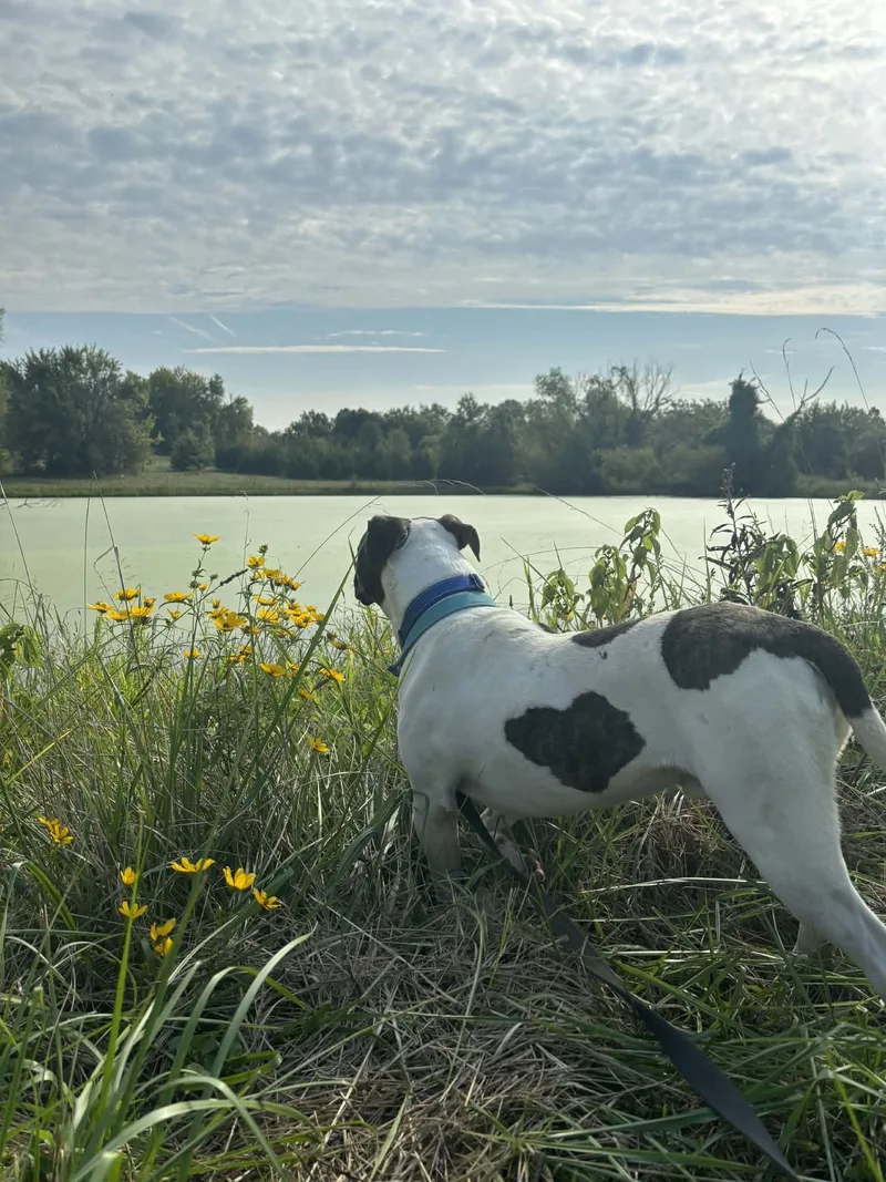 Valentino thumbnail 2