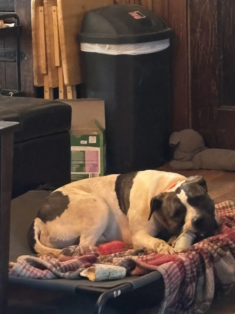 Valentino thumbnail 3