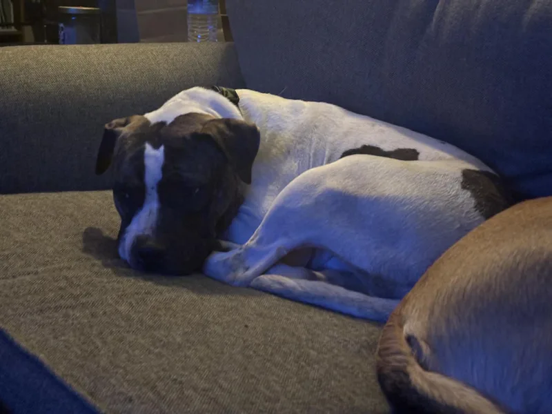 Valentino thumbnail 4