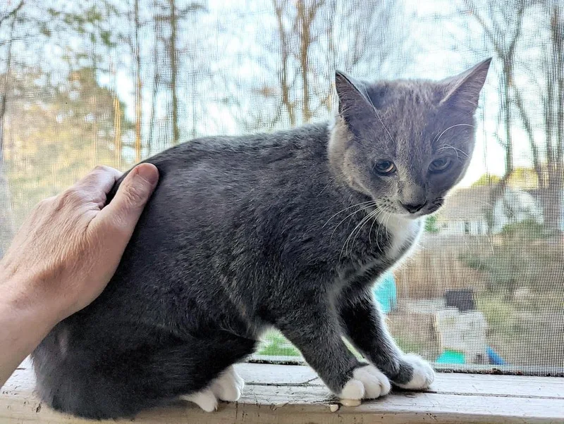An adult small-sized female Domestic Short Hair cat named Blossom for adoption in Virginia Beach, VA