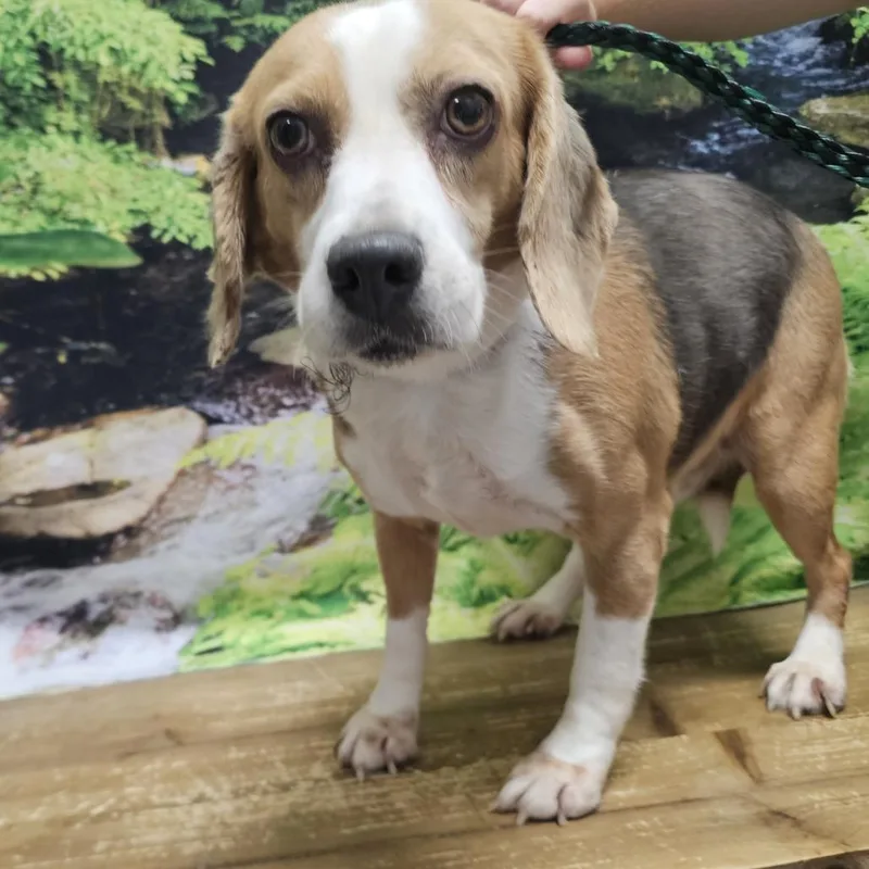 A senior small-sized female White / Cream Beagle dog named Greta for adoption in Normal, IL