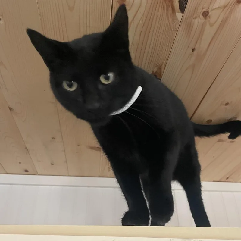 A senior large-sized female Black Domestic Short Hair cat named Sasha for adoption in Prescott, AZ