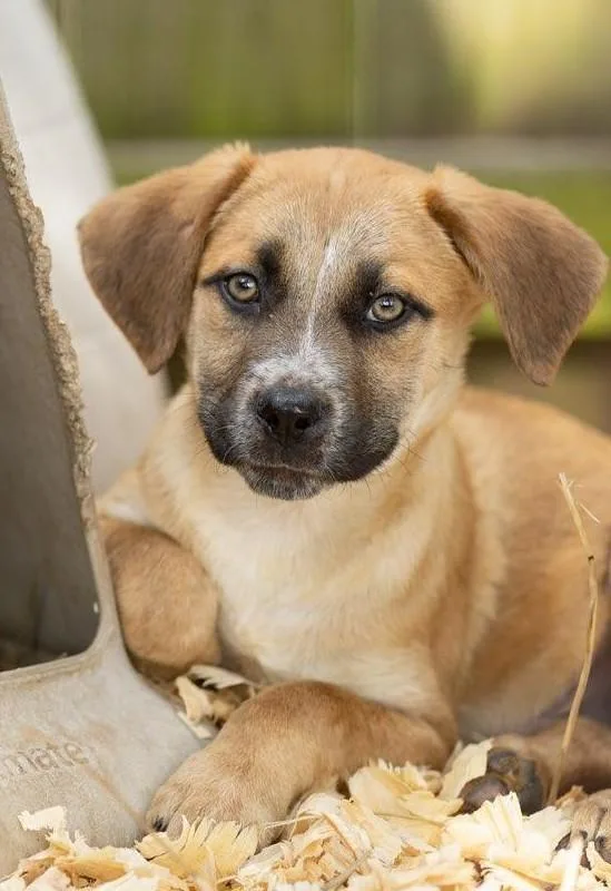 Bergamont thumbnail 3