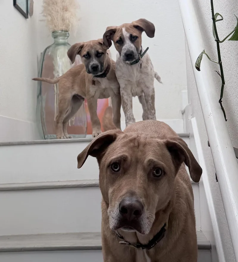 Bergamont thumbnail 4