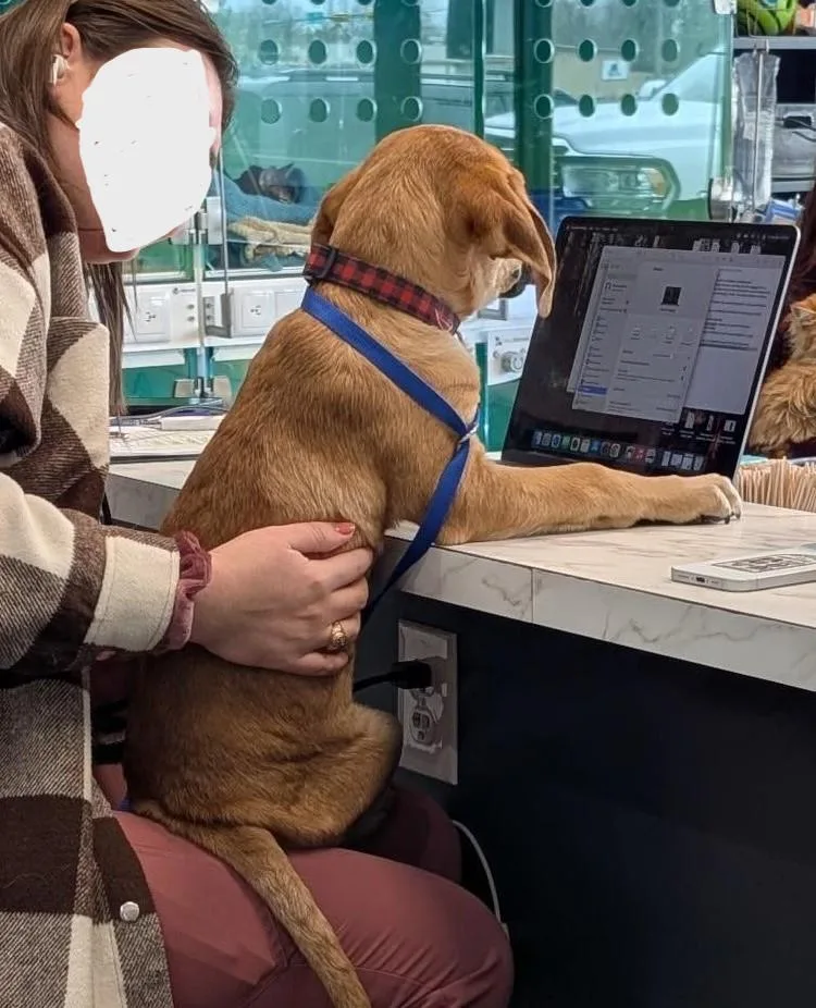 Bergamont thumbnail 5