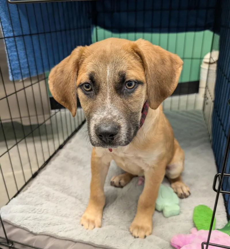 Bergamont thumbnail 6