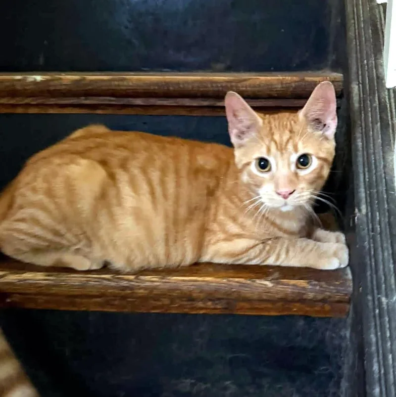 A baby medium-sized male Tabby (Orange / Red) Domestic Short Hair cat named Lennon for adoption in Pittsburgh, PA