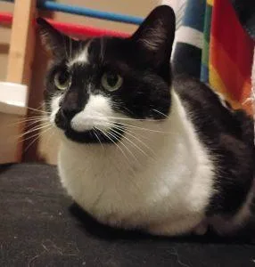 An adult medium-sized female Black & White / Tuxedo Domestic Short Hair cat named Olive for adoption in Anchorage, AK