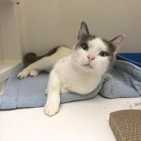 An adult medium-sized female Domestic Short Hair cat named Cici for adoption in Novelty, OH