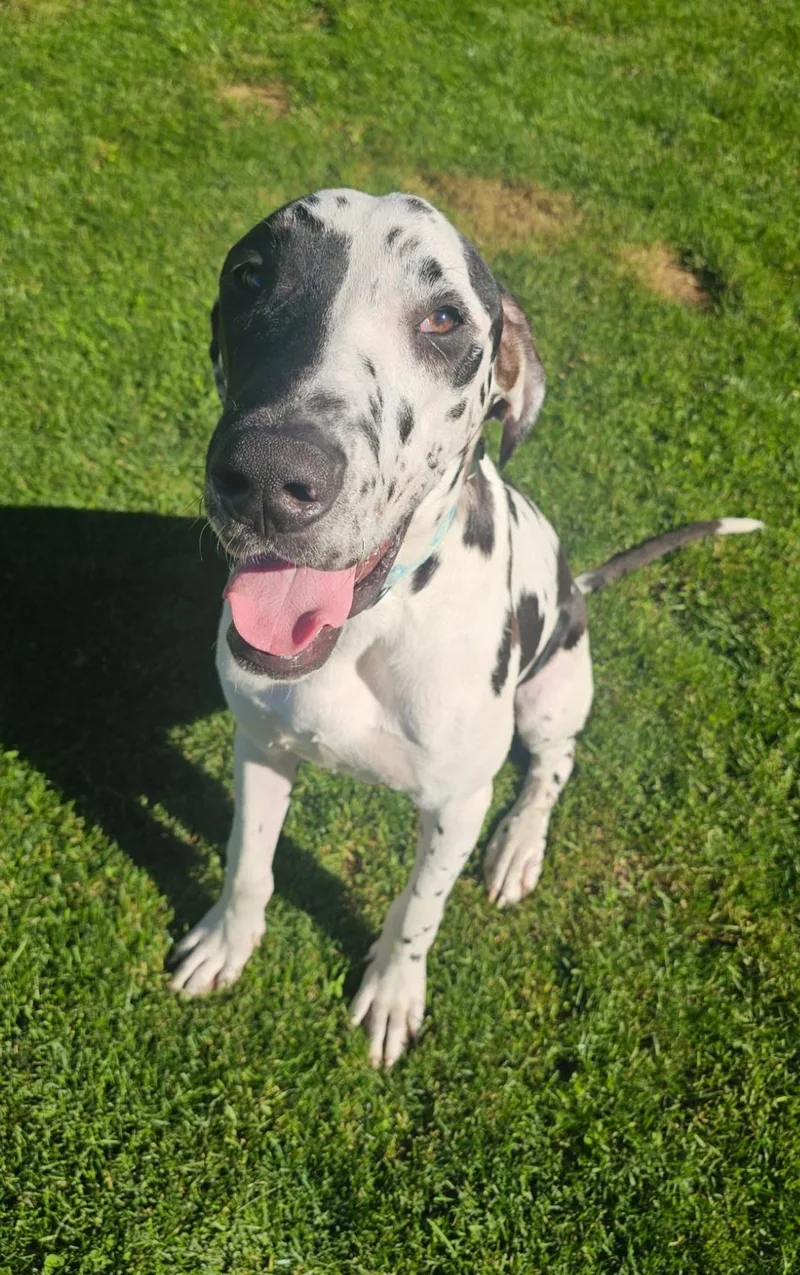Atlas