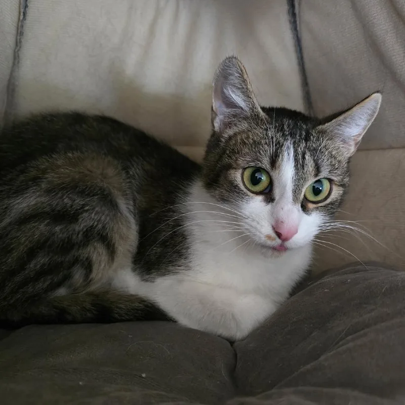 An adult small-sized female Brown / Chocolate Domestic Short Hair cat named Jazmine for adoption in Prescott, AZ