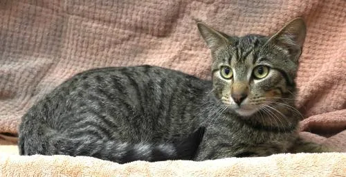 An adult medium-sized male Domestic Short Hair cat named Marty for adoption in Thief River Falls, MN