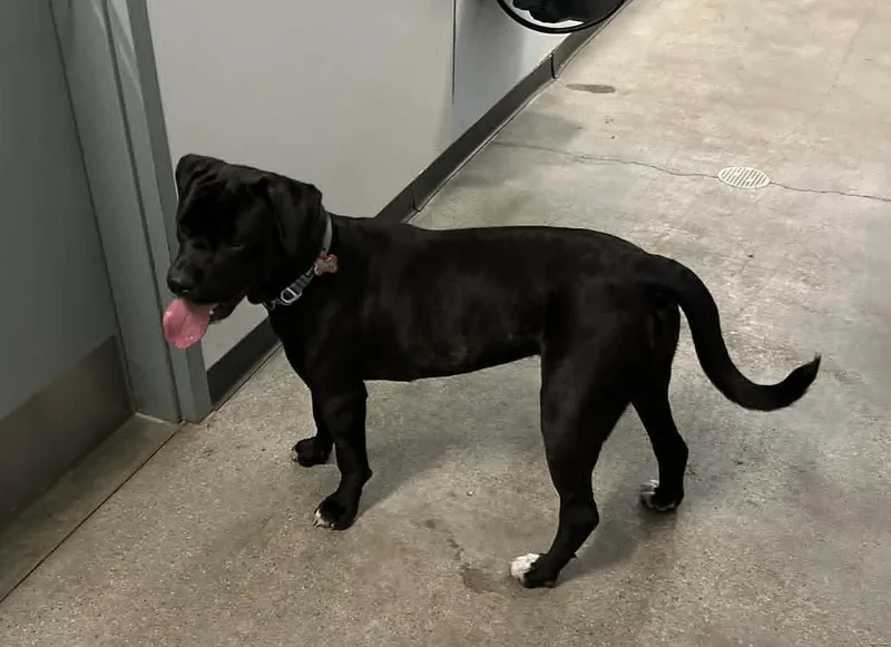 A young large-sized female Black Cane Corso dog named Chichi for adoption in Wakefield, RI