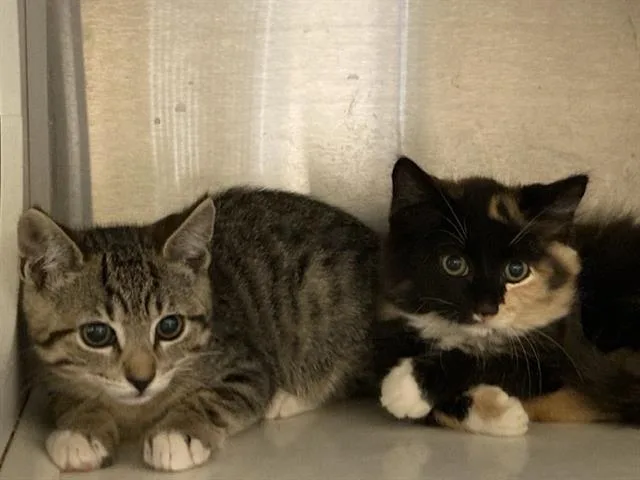 A baby small-sized female Domestic Medium Hair cat named Cassie for adoption in Tustin, CA