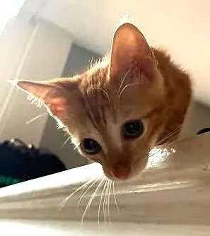 A baby small-sized female Orange / Red Domestic Short Hair cat named Orange Blossom for adoption in Kansas City, MO