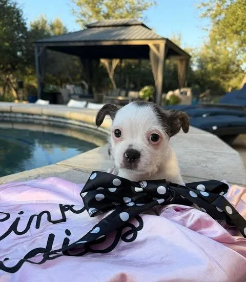 A baby small-sized female White / Cream Terrier dog named Grease Litter Frenchy for adoption in Vernon, CT