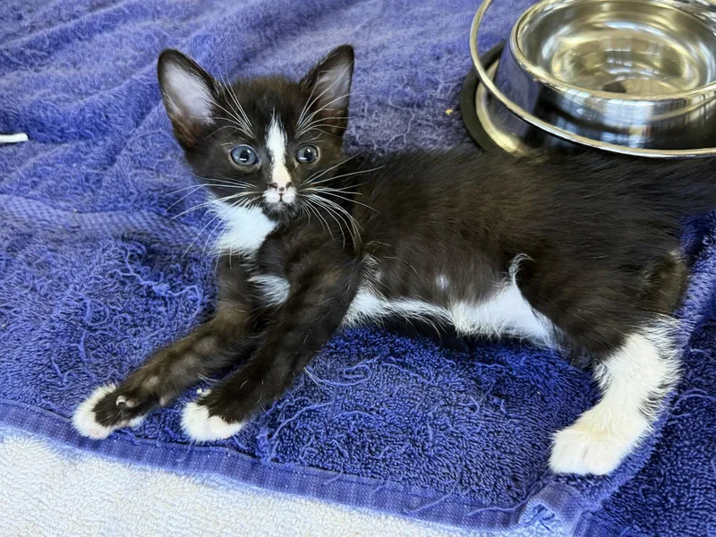 A baby small-sized male Black & White / Tuxedo Domestic Short Hair cat named Iris for adoption in St. Cloud, FL