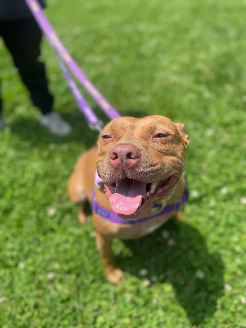 Buttercup thumbnail 3