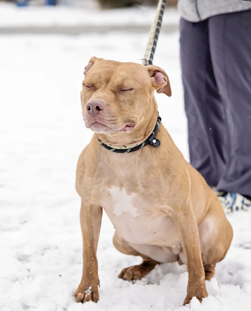 Buttercup thumbnail 6