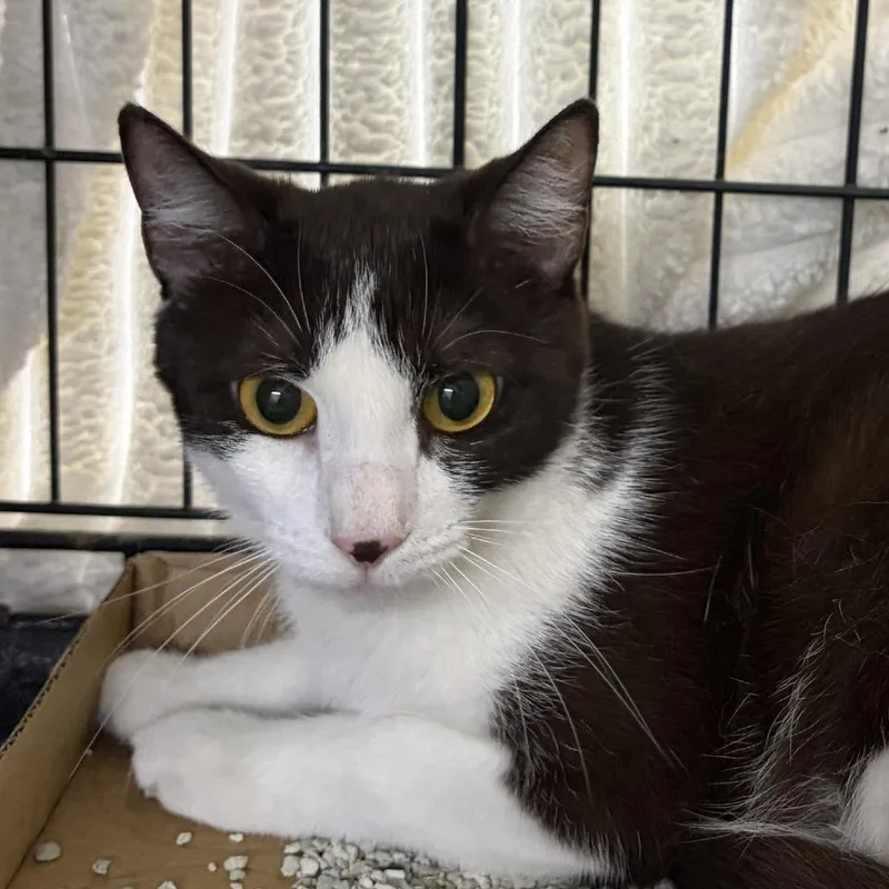 A young small-sized female Brown / Chocolate Domestic Short Hair cat named Subie for adoption in New York, NY
