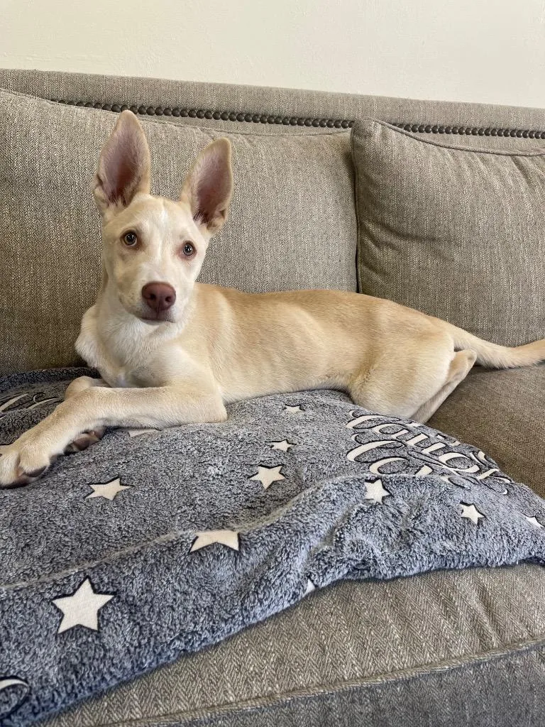 A baby large-sized male Mixed Breed dog named Magnis for adoption in Thousand Oaks, CA