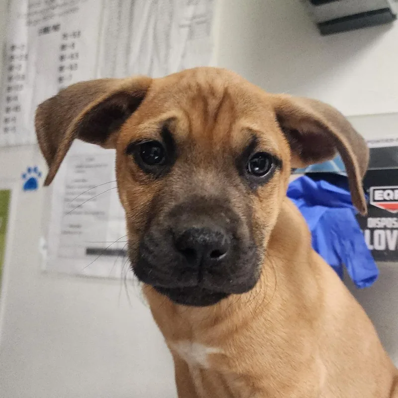 A baby small-sized male Yellow / Tan / Blond / Fawn Mixed Breed dog named Glowing for adoption in Charleston, WV