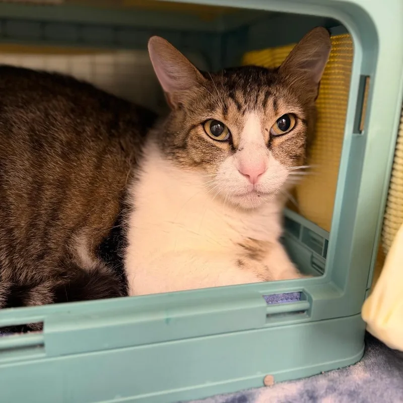 An adult small-sized male Brown / Chocolate Domestic Short Hair cat named Sutton for adoption in Edwardsville, IL