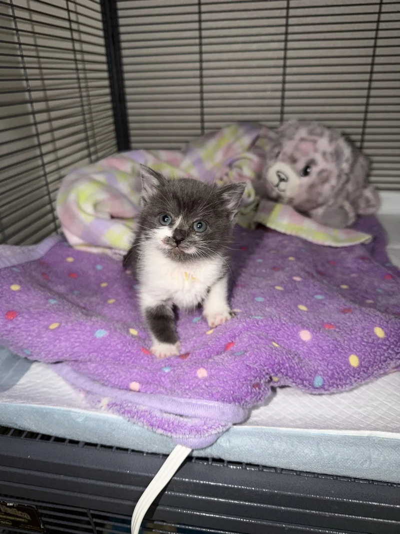 A young medium-sized female Gray & White Domestic Short Hair cat named Comet for adoption in Davis, CA