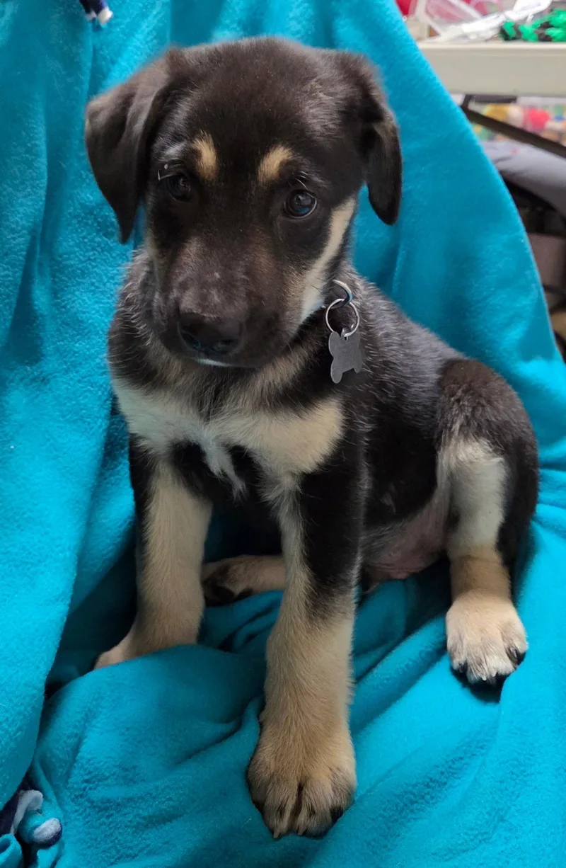 A baby medium-sized male Shepherd dog named Chipper for adoption in Hillside, IL