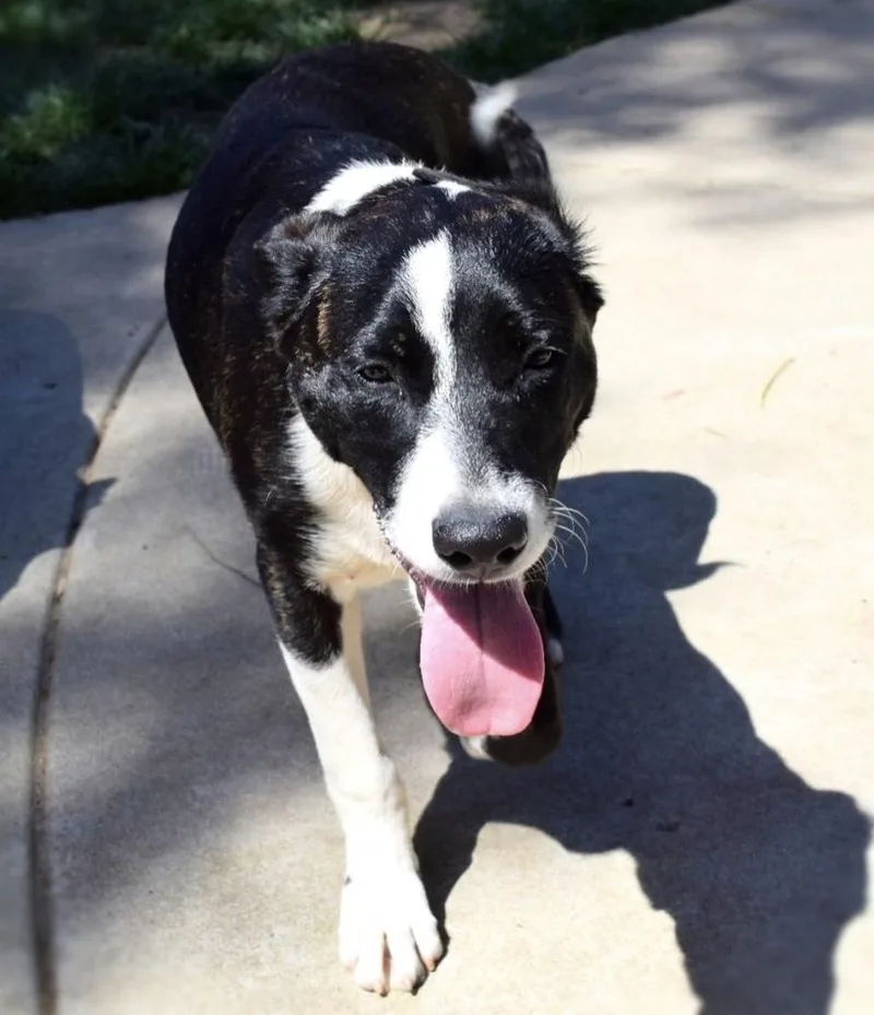 Cookiebella thumbnail 4