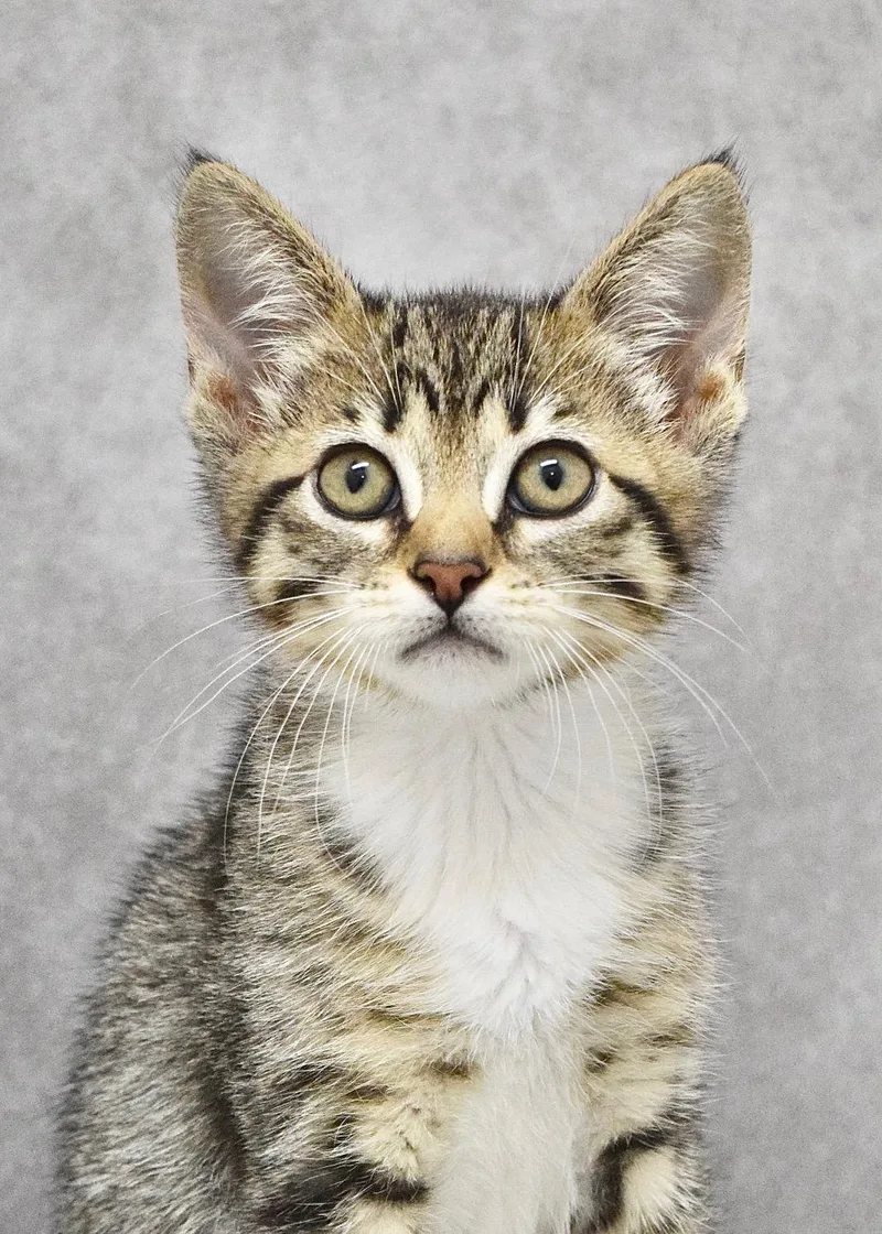 A baby medium-sized female Tabby (Brown / Chocolate) Domestic Short Hair cat named Ariel for adoption in Dublin, CA