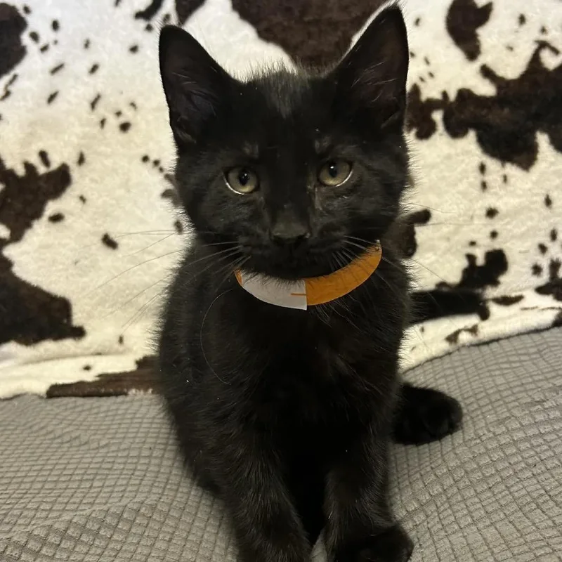 A baby small-sized male Black Domestic Short Hair cat named Corbin for adoption in Buffalo, MN