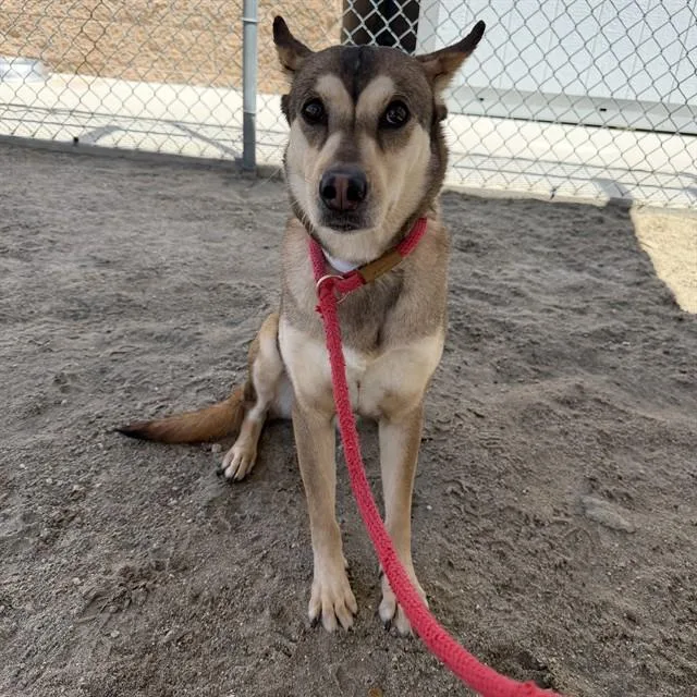 A young medium-sized female Shepherd dog named Franny for adoption in Thousand Palms, CA