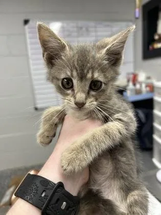 A baby small-sized male Domestic Short Hair cat named Pickles for adoption in West Chester, PA
