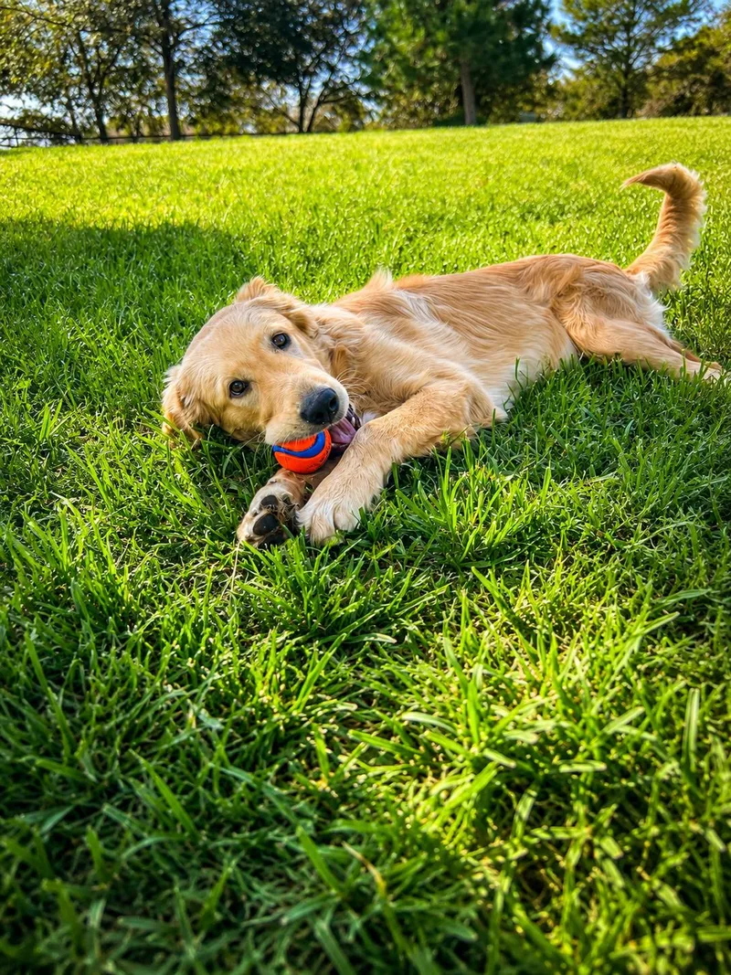 A baby large-sized male Golden Retriever dog named Chicken Nugget The Cutest for adoption in woodland, CA