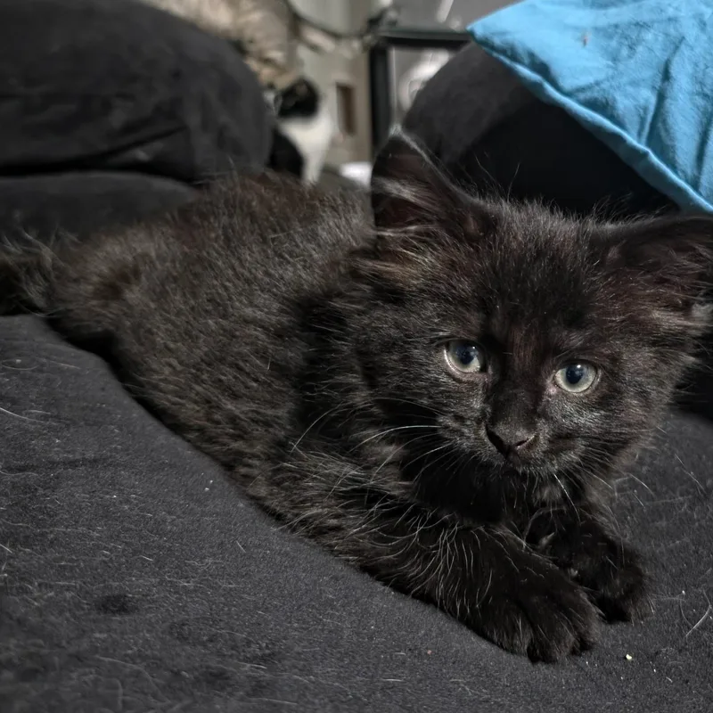 A baby small-sized female Black Domestic Long Hair cat named Eloise for adoption in West Jefferson, OH