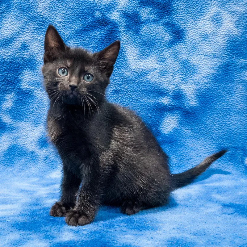 A baby medium-sized male Black Domestic Short Hair cat named Mopple for adoption in Overland Park, KS
