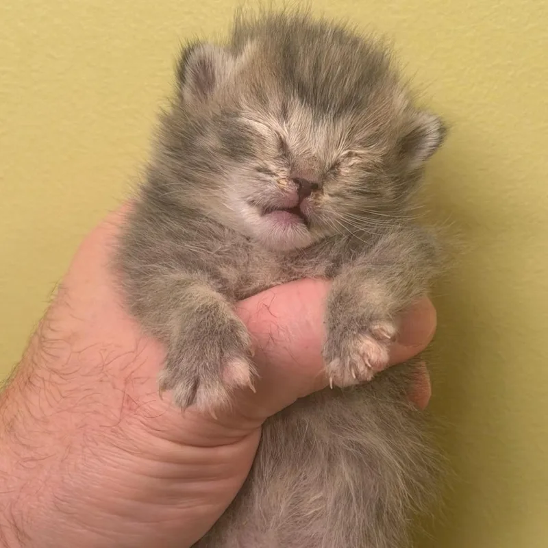 A baby small-sized female Calico Domestic Short Hair cat named Marisol for adoption in South Elgin, IL