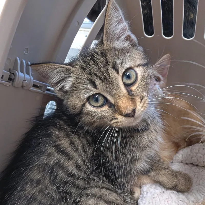 A baby small-sized female Domestic Short Hair cat named Triscuit for adoption in Cumming, GA