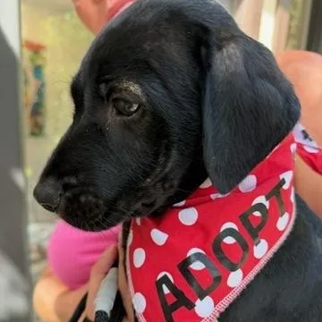 A baby medium-sized male Black Mixed Breed dog named Otis Oh So for adoption in Lake Forest, IL
