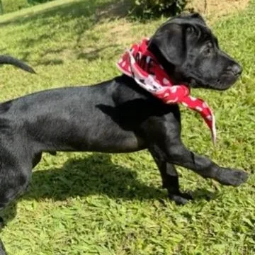 Otis  Oh So thumbnail 3