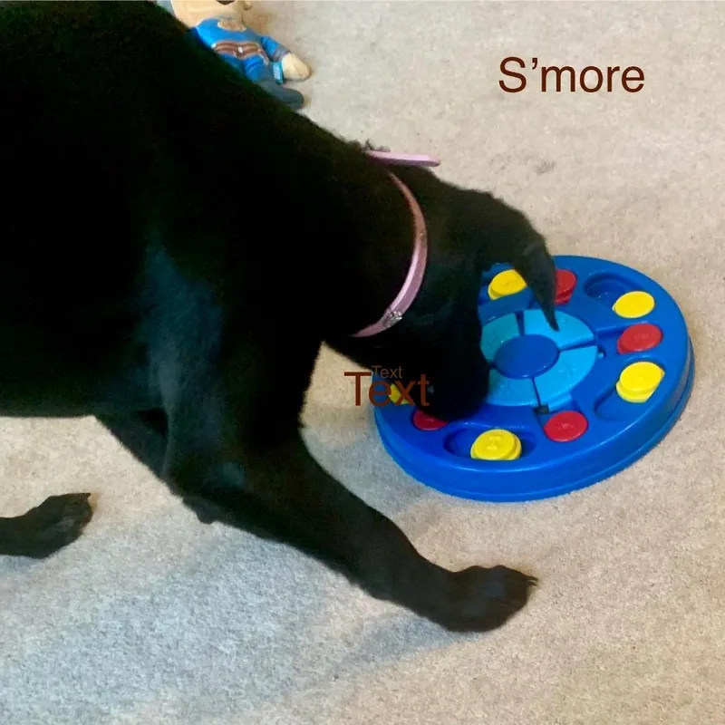 A baby medium-sized female Black Labrador Retriever dog named Smore for adoption in Cincinnati, OH
