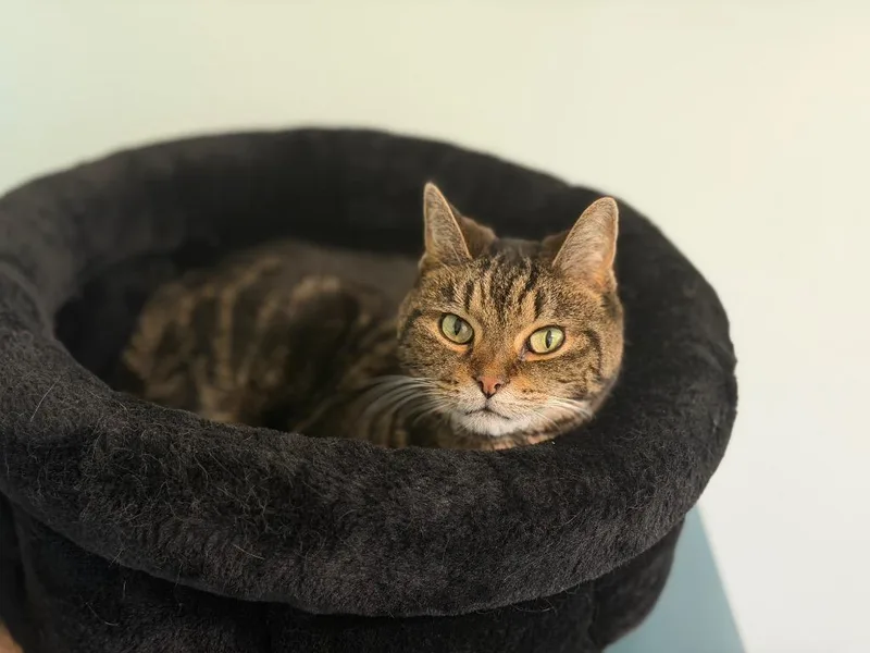 A senior medium-sized male Domestic Short Hair cat named Charlie for adoption in Peru, NY