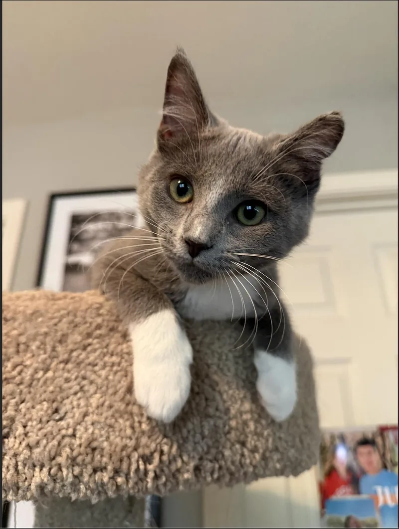 A baby small-sized female Gray & White Domestic Short Hair cat named Rocky for adoption in Davis, CA