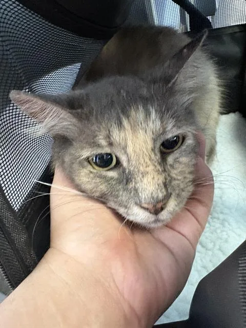 A young medium-sized female Domestic Medium Hair cat named Pickles for adoption in Fort Walton Beach, FL
