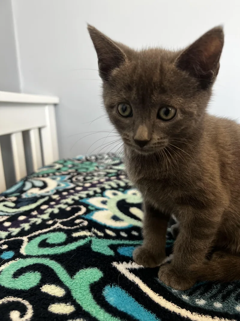 A baby small-sized male Gray / Blue / Silver Domestic Short Hair cat named Whopper for adoption in Syosset, NY