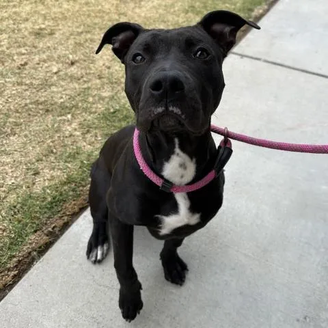 A young large-sized male Pit Bull Terrier dog named Beans for adoption in Camarillo, CA