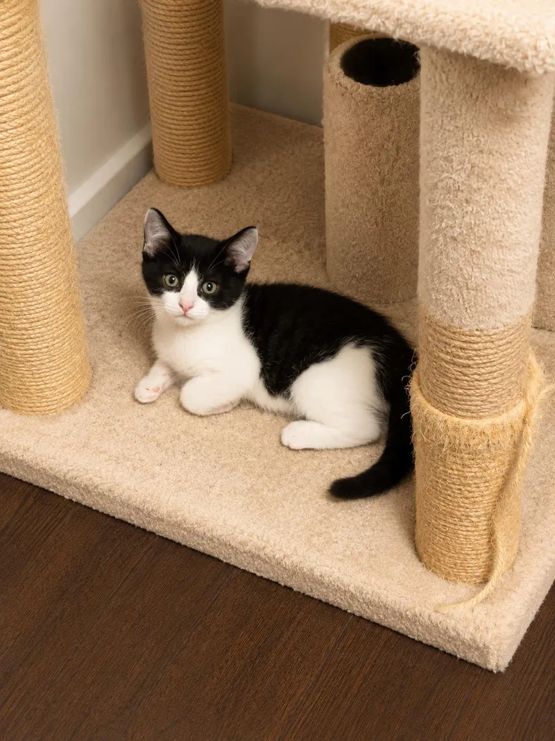 A baby small-sized female Domestic Short Hair cat named Trudy for adoption in Rio Linda, CA