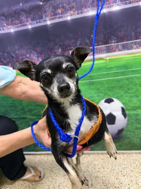 An adult small-sized female Chihuahua dog named Sorana for adoption in Miami, FL