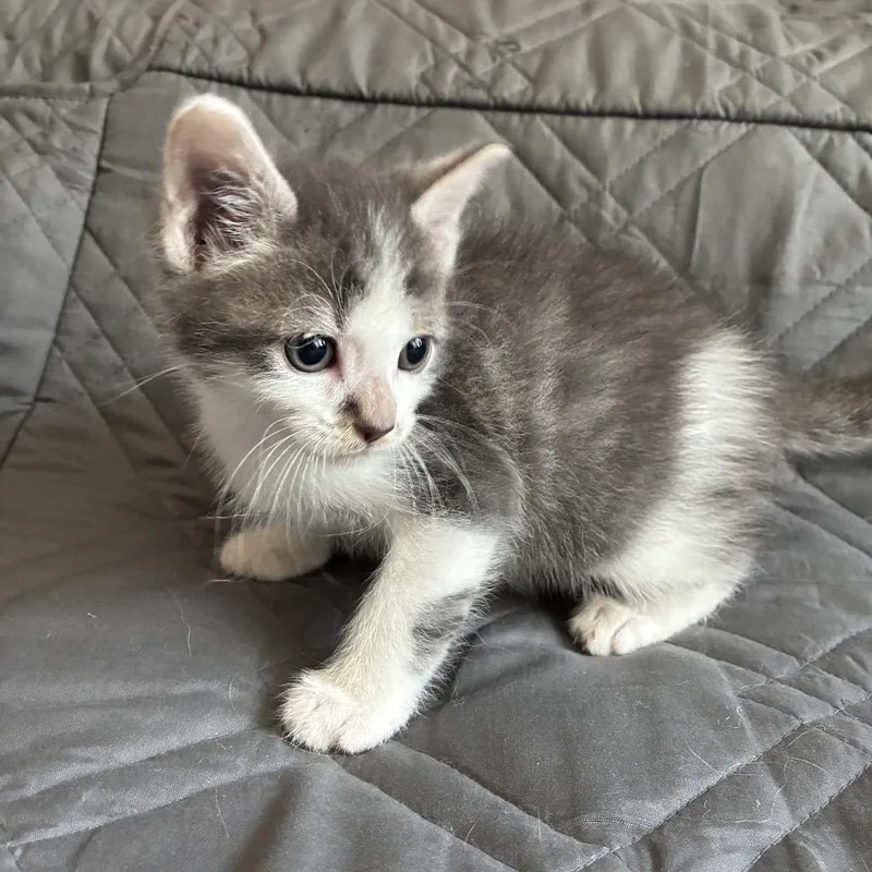 A baby small-sized male Gray / Blue / Silver Domestic Short Hair cat named Zion in Reisterstown  for adoption in Alexandria, VA